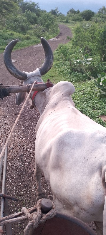 બળદ વેચવાના છે