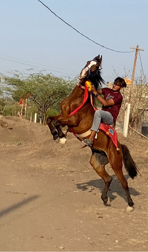 ધોડી વેચવાની છે