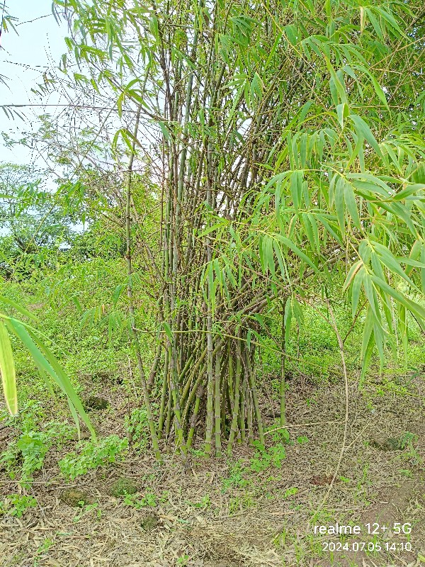 bamboo 🎍વાંસ