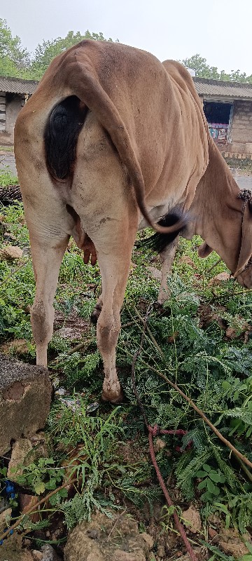 ગાય