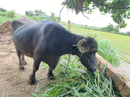 ભેંસ વેચવાની છે