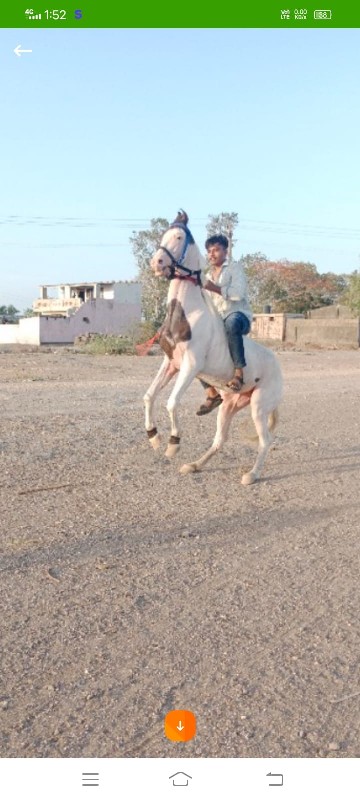 ઘોડી વેસવાની છે...