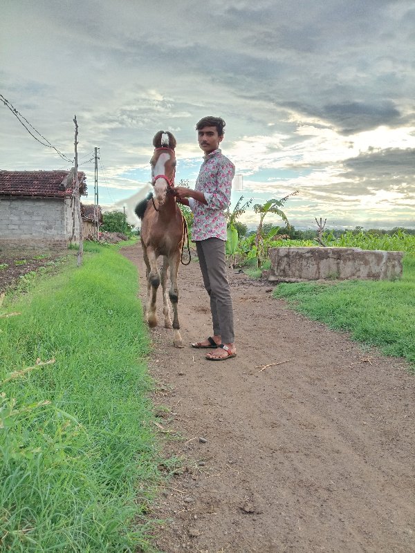 વસેરી વેસ્વની સ...