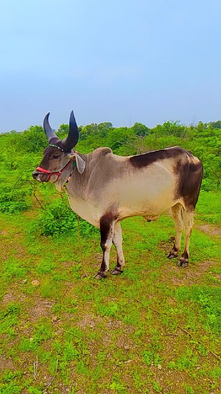 ગામ ગોદાવરી લાલ...