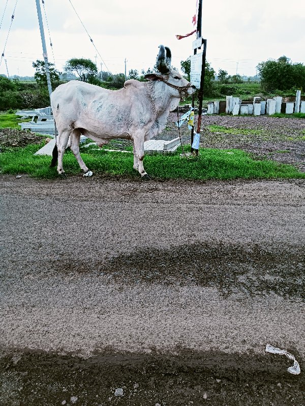 લેવા નો છે