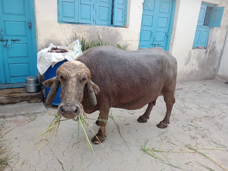 ભૂરી ભેશ વેચવાન...