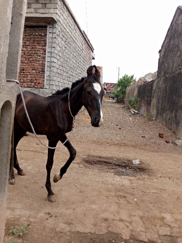 વસેરો