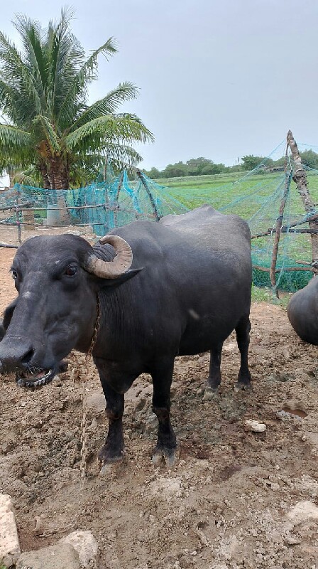 ભેસ વેચવાની છે