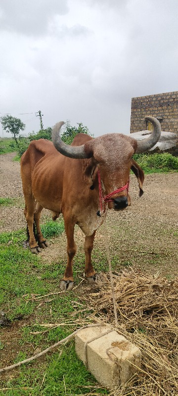 બળદ વેચવાનો છે