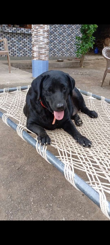 labrador female...