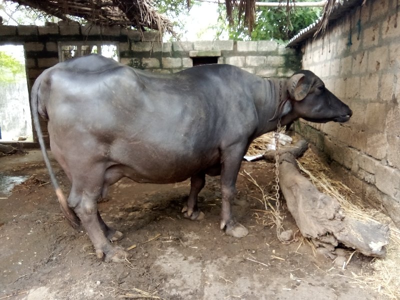 ભેંસ વેચવાની છે...