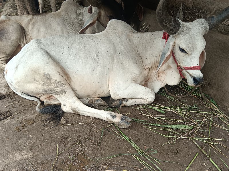 બળદ વેચવાનો છે