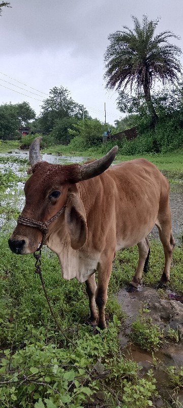 ગાય