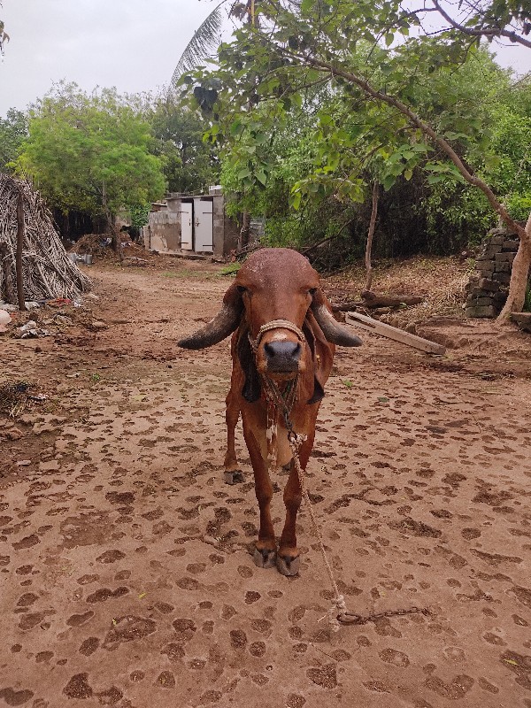 ઓરીજીનલ ગીર હોડ...