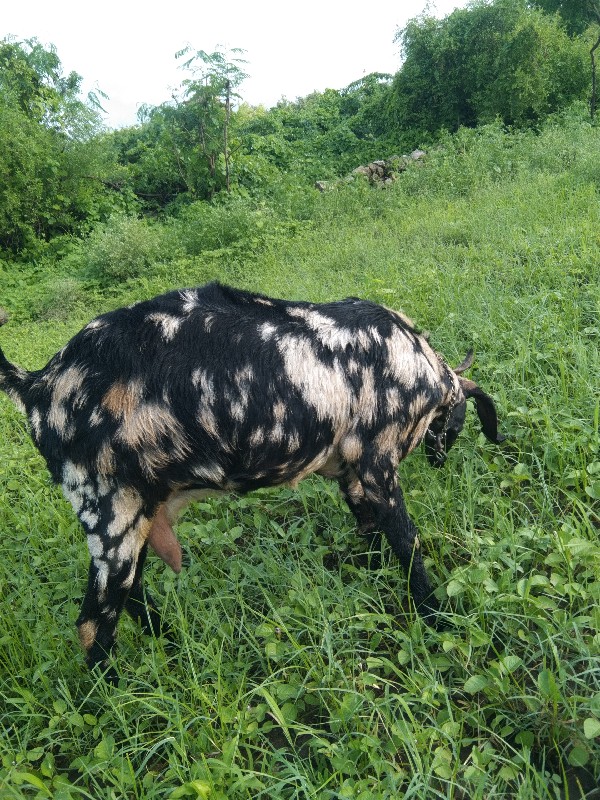 બકરી કેટો વેચવા...