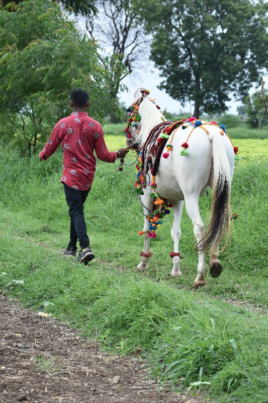 વરઘોડો ફુલેકા મ...