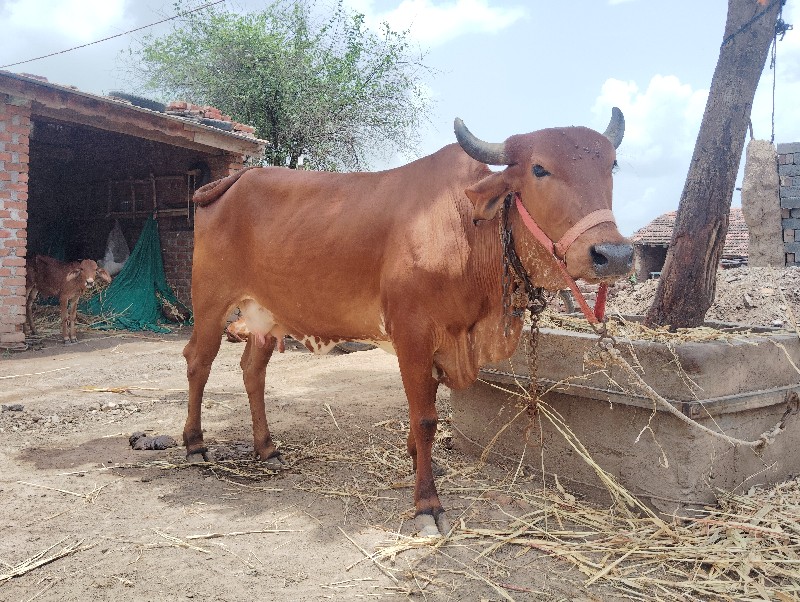 આ ગાય વેચવાની છ...