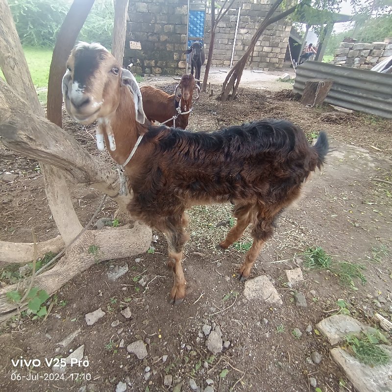 bakra vechavana