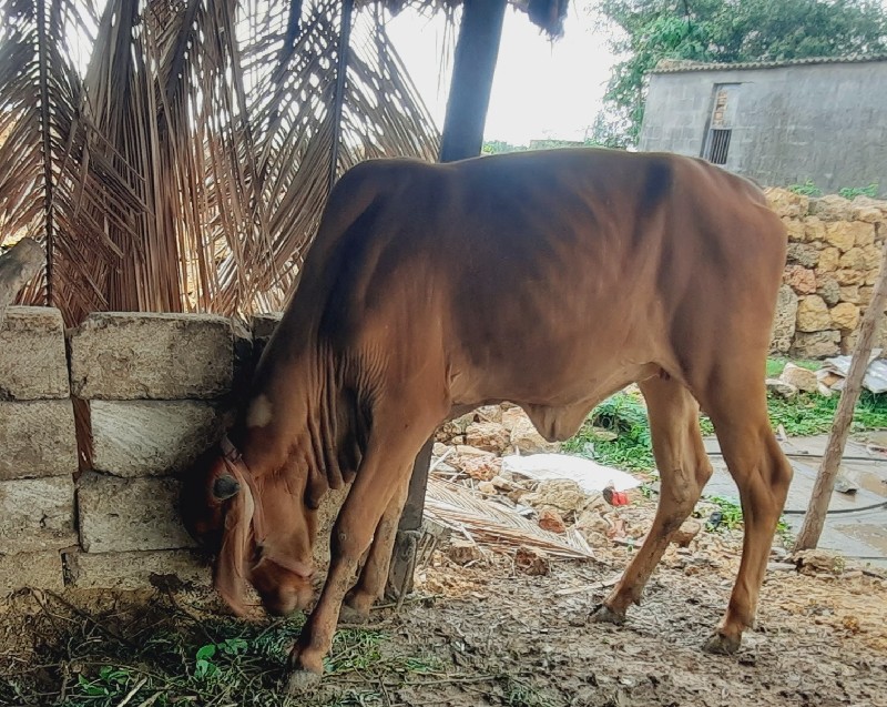 ગીર વાછડી