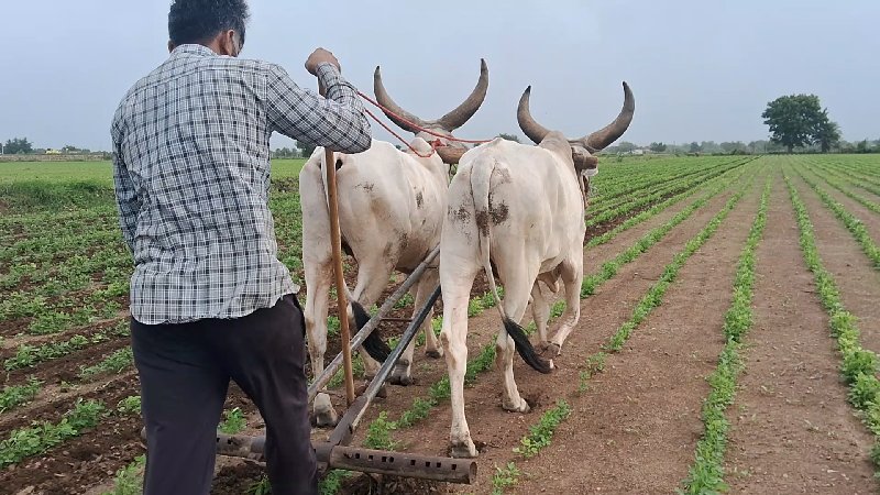 ગોઢલા વેચવા ના...