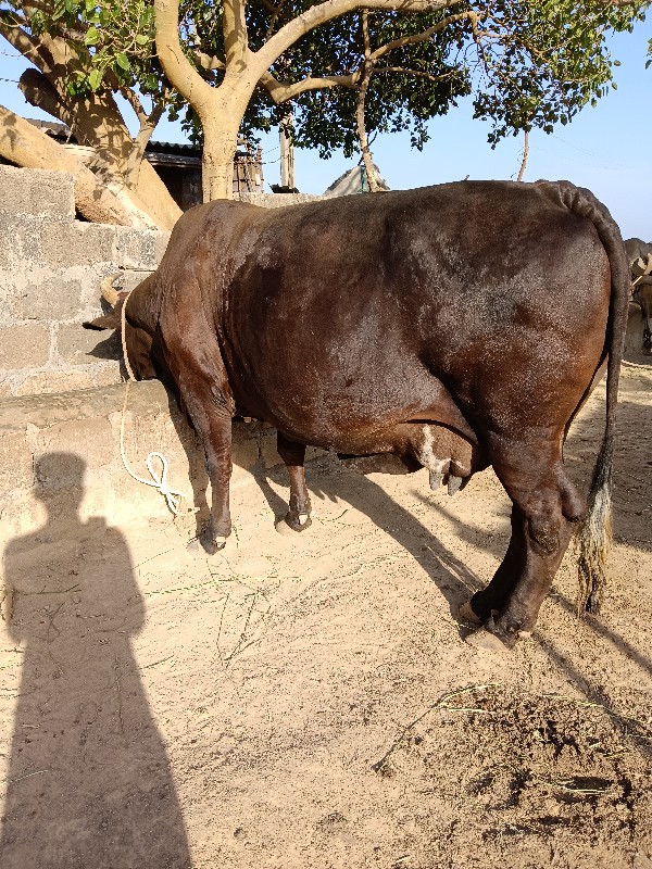 ગીર ક્રોસ ગાય વ...