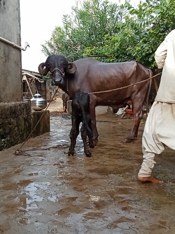 પેલુ વેતરુ ખડીલ...