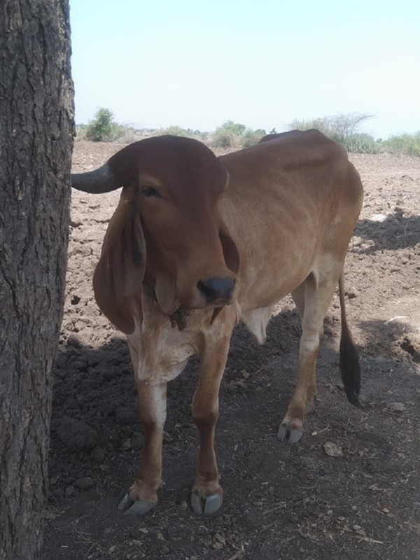 ગાય વેકવાનિછે