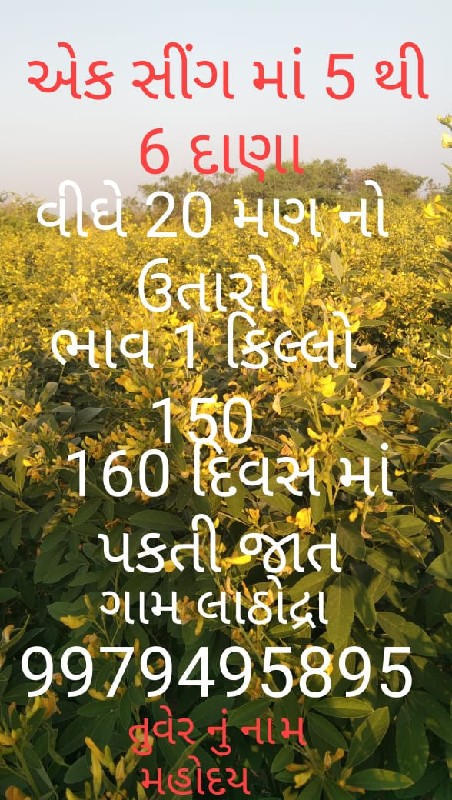 મહોદય તુવેર નું...