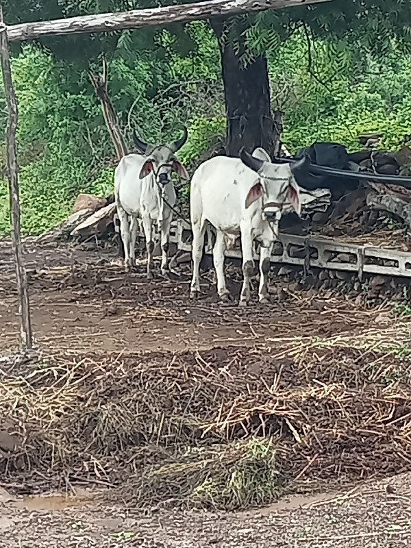 પરદેશી વઢીયારા...