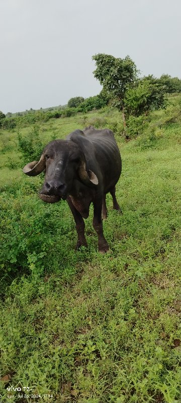 પેલું વેતર ખડેલ...