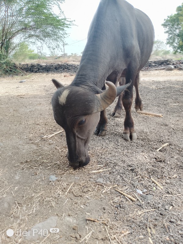 પાડો વેચવા નો છ...