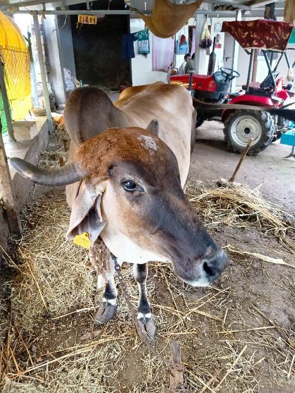 ગાય વેશવાની છે...