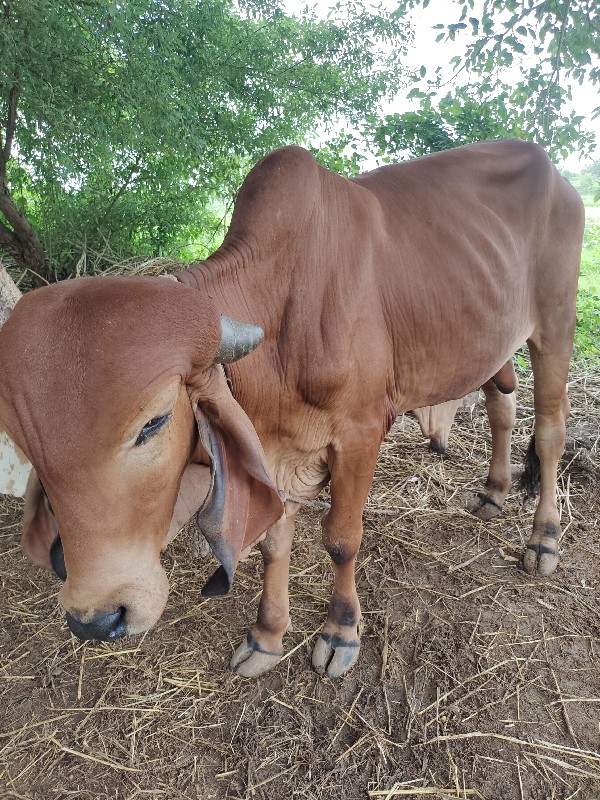 દેસી ગીર ‌વાછડો...