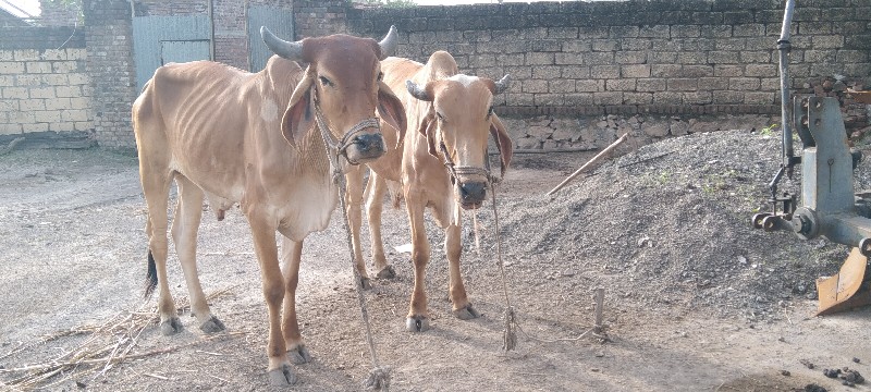 ગોઢલા વેચવાના છ...