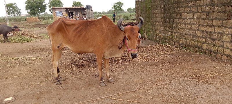 chalo Junagarh...