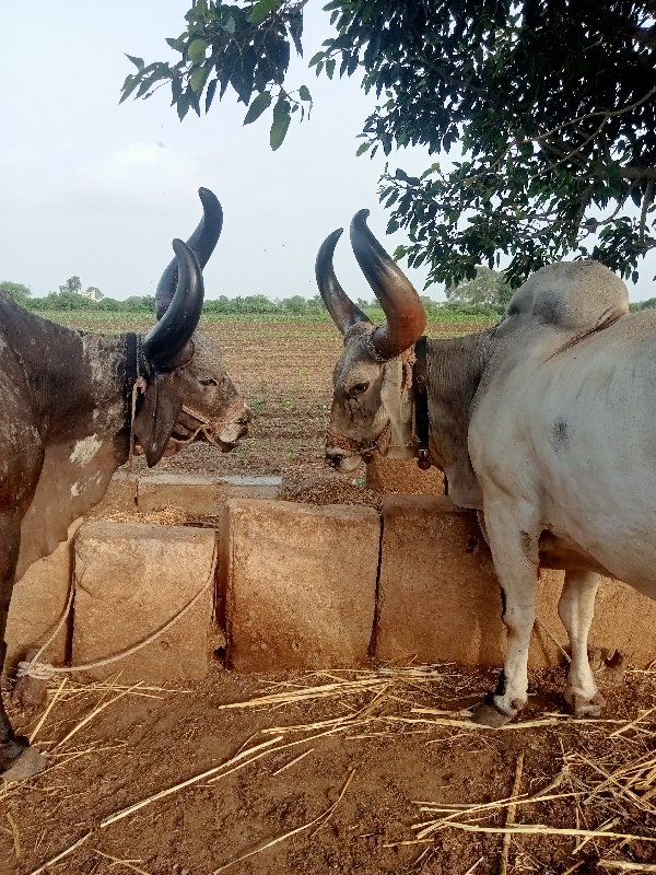 બળદ ની જોડ વેચવ...