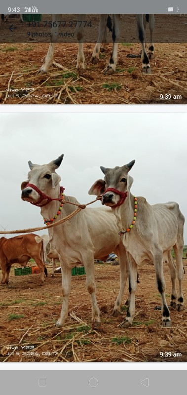 આ ગોટલા વેચવાના...