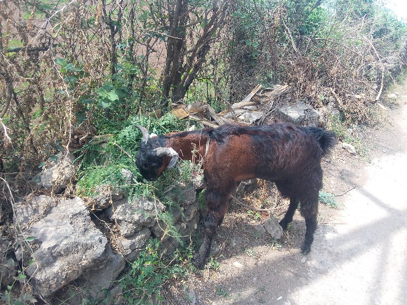 બકરો વેચવાનો છે...