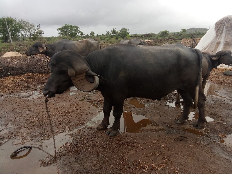 પાડો વસવાનોસે