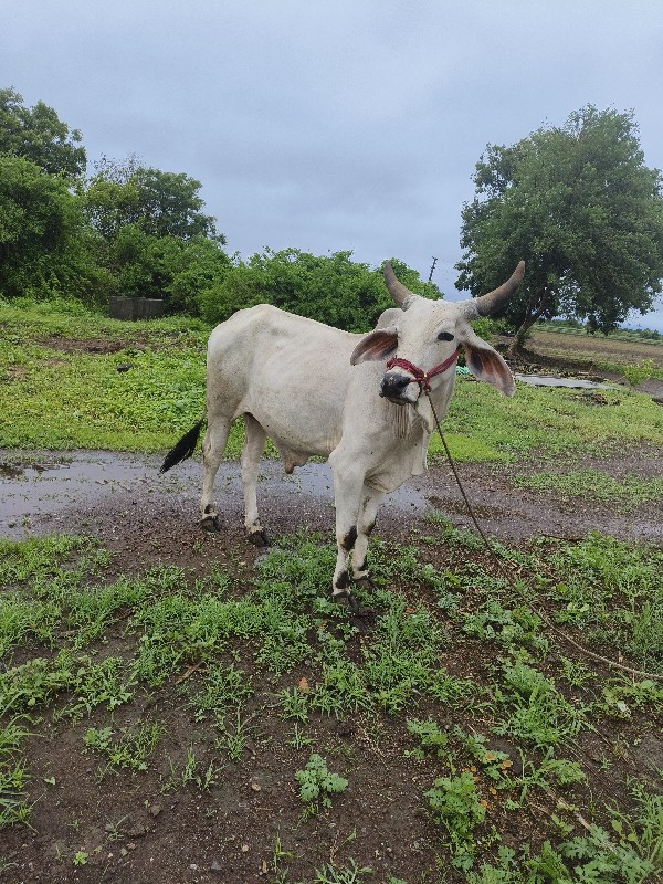 વાછરડા