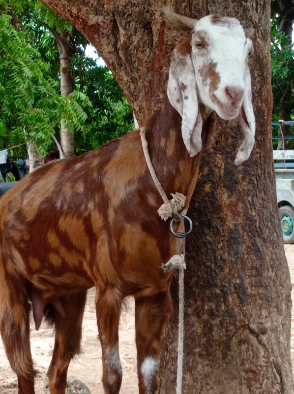 બકરી વેચવાની