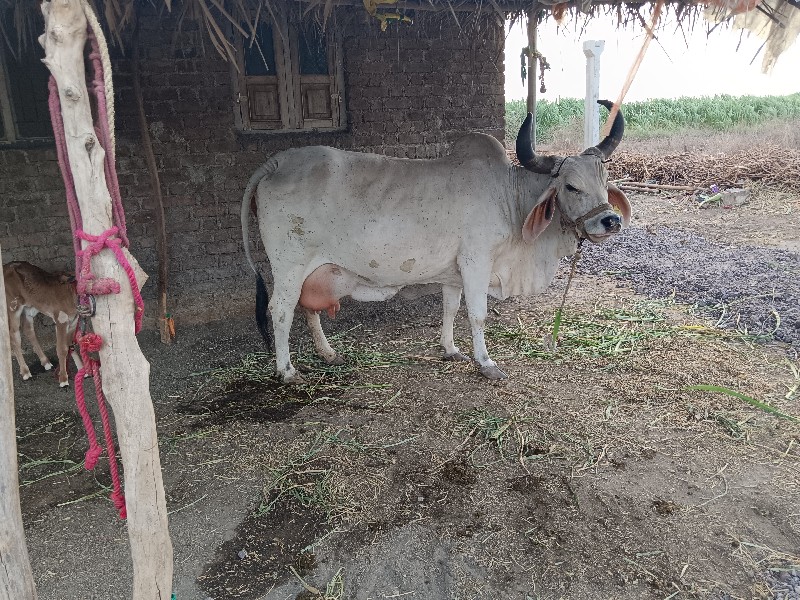 ગાય‌ વેચવાનીછે‌