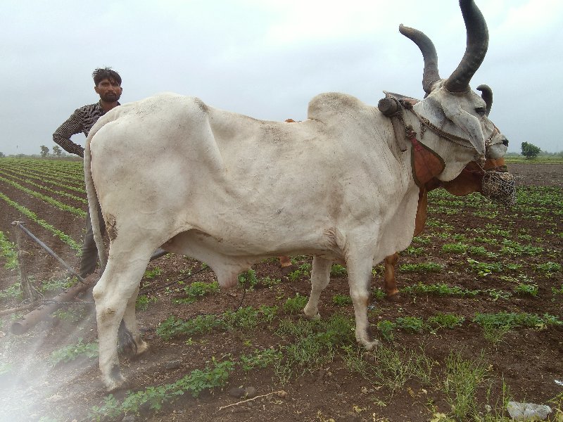 ઓળખી ગામ તાલુકો