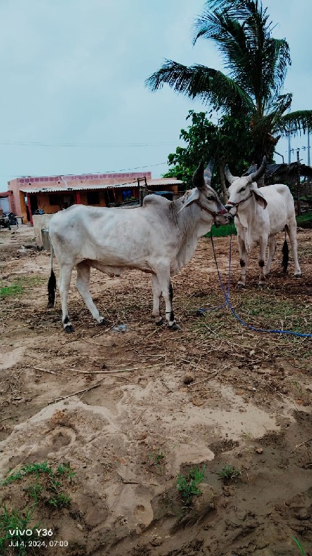 બળદ વેચવાના છે