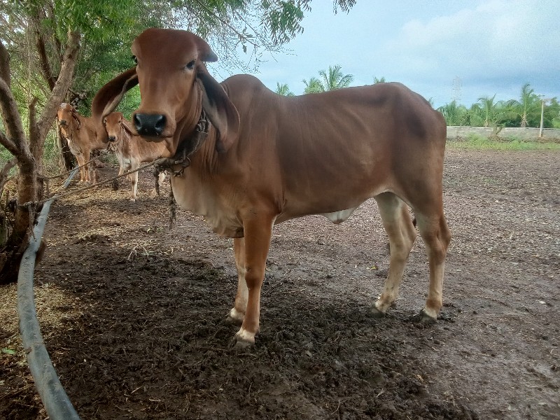 ગીર વાછડી