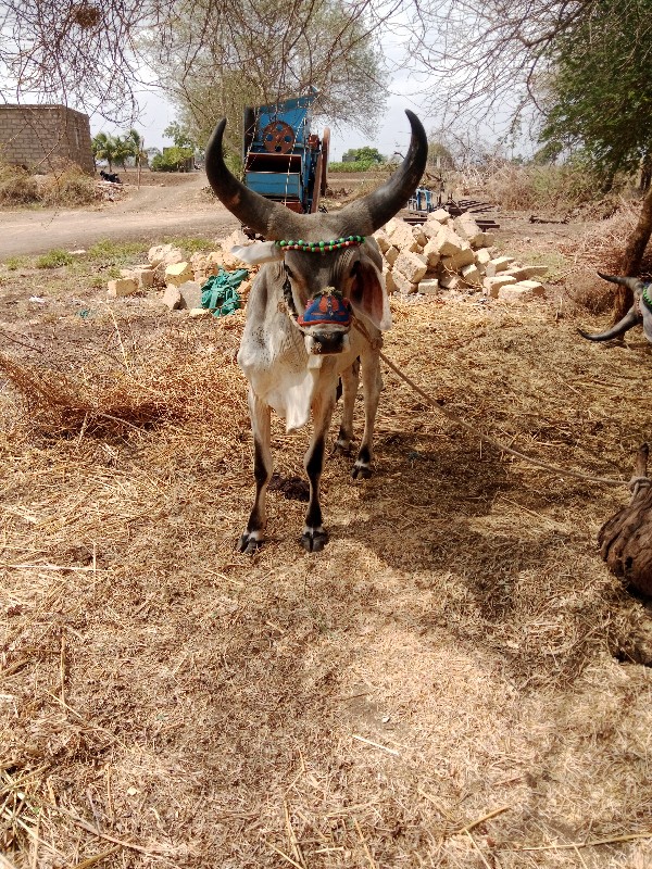 ગોટલો વેચવાનો છ...