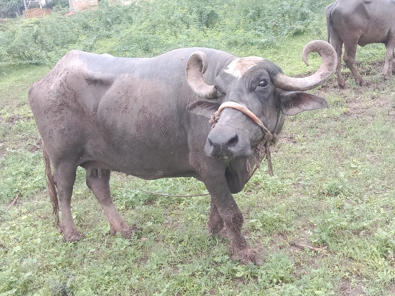 ભેંસ વેચવાની છે