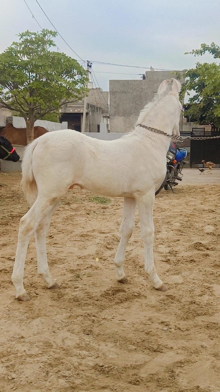 વછેરો લેવાનો છે