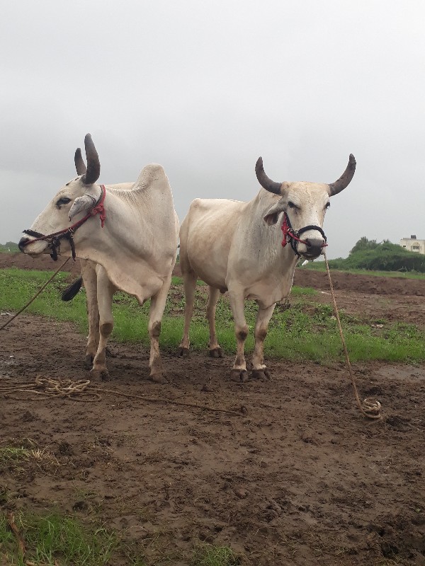 ગોદલા વેચવાના છ...