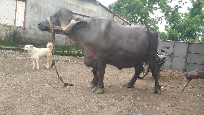 ભેંશ વેચવાની છે